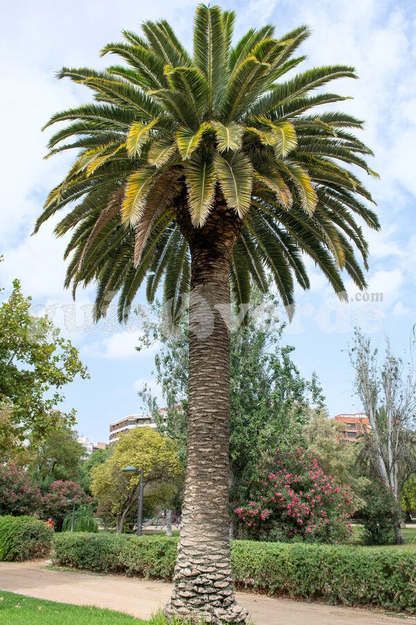 Guía fácil para plantar semillas de palmera datilera