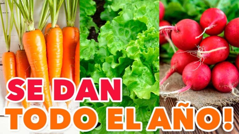 ¡Secretos para plantar hortelanas con éxito en tu jardín!