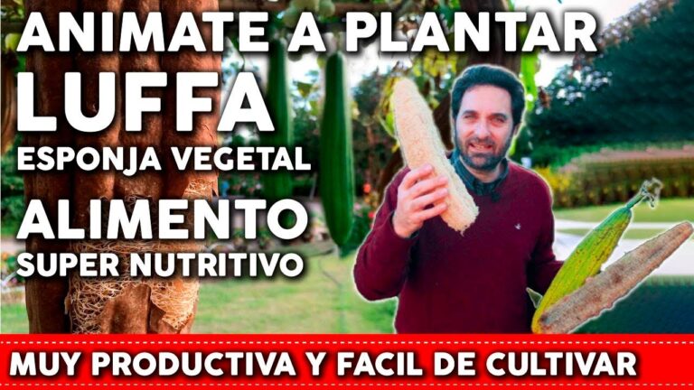 ¡Descubre cómo plantar cactus de estropajo de forma sencilla y efectiva!