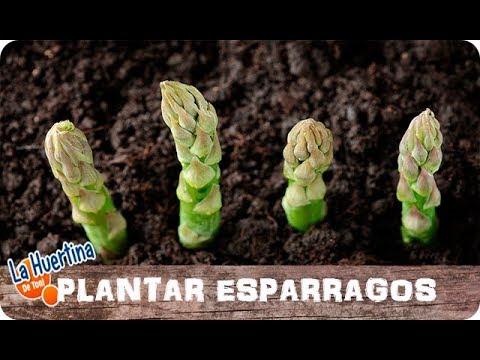 Descubre cómo plantar espárragos con éxito en tu huerto