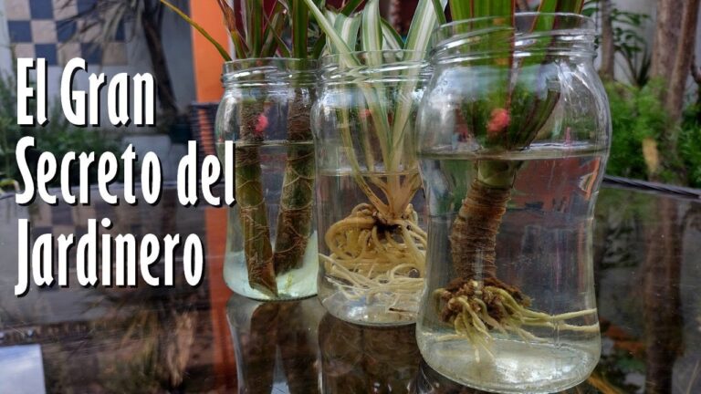 Descubre los secretos para Plantar Sanvitalias con éxito