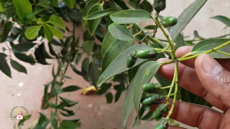 Descubre cómo plantar canelas en tu jardín paso a paso