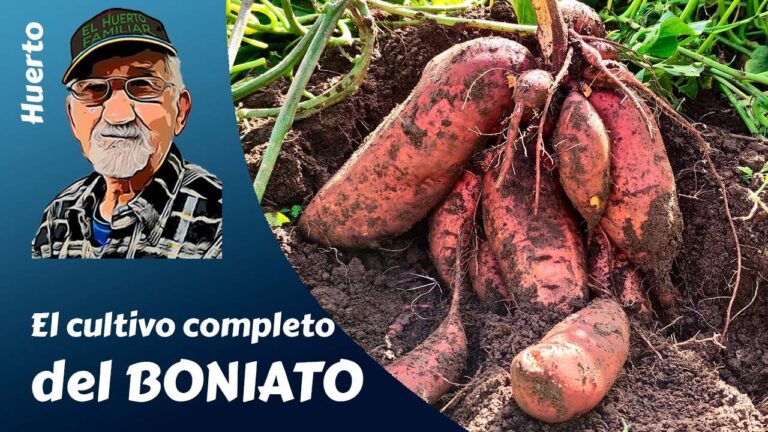 Descubre el secreto para plantar boniato chinos con éxito