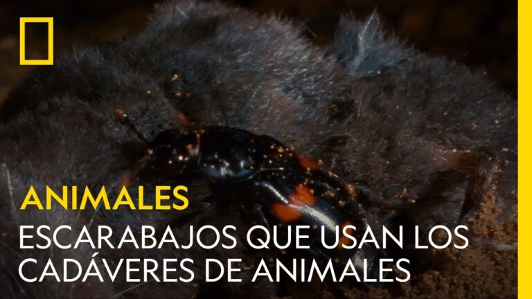 Identificación y control eficaz de escarabajos de tierra