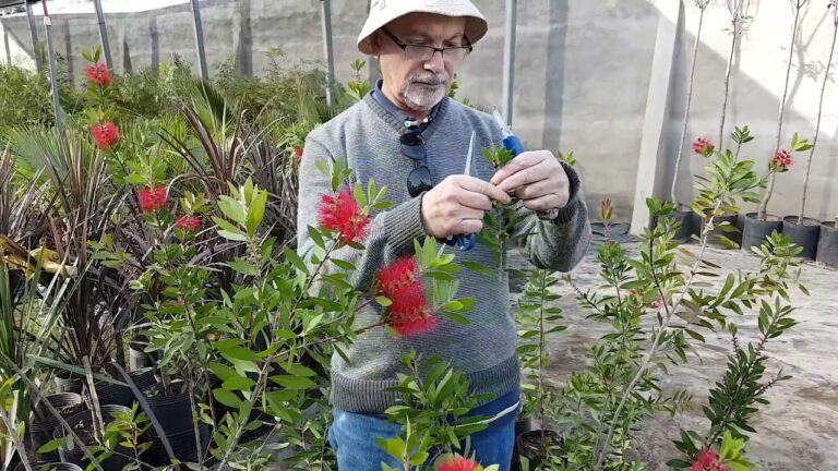 Descubre cómo plantar ratanes de cepillo en tu jardín con éxito