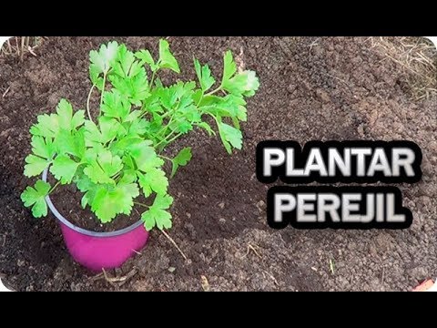 Descubre cómo plantar perejil y tener un huerto aromático en casa