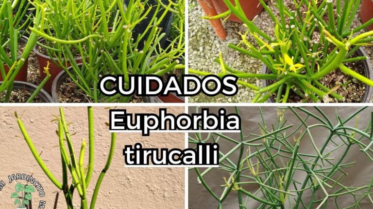 ¡Descubre los Secretos para Plantar Cactus de Dedos de Forma Fácil y Exitosa!