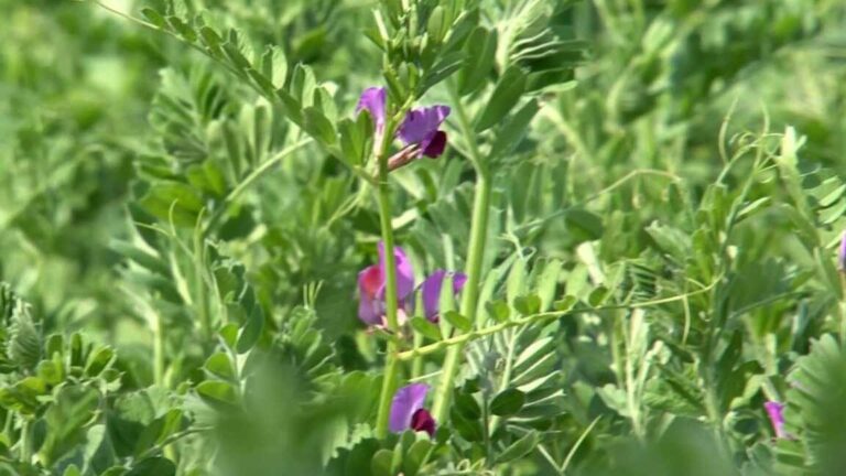 ¡Descubre cómo plantar Chickling Vetches para un jardín espectacular!