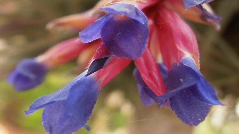 Cómo plantar Tillandsia Aeranthoses en casa