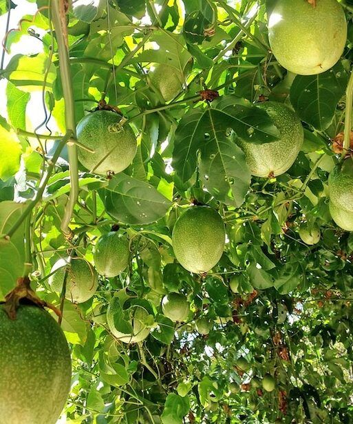 Cultiva tu propio paraíso tropical: guía completa de árboles frutales exóticos