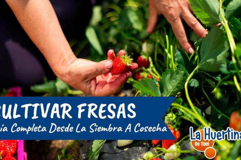 cultiva tus propias fresas en casa guia de siembra facil