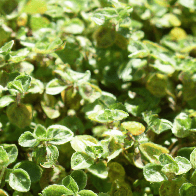 Secreto para Germinar Orégano sin Semillas: Fácil y Rápido