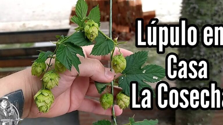 Guía completa: Cómo plantar Hops en casa ¡Haz crecer tu propio lúpulo!