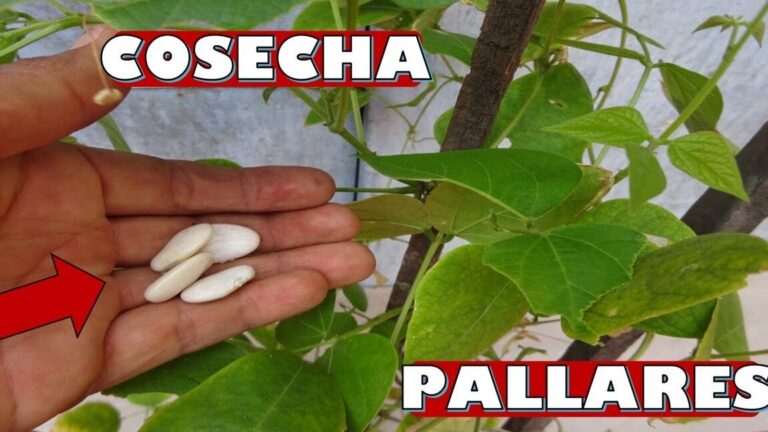 Plantar pallares en casa: ¡Disfruta de sus deliciosas cosechas!