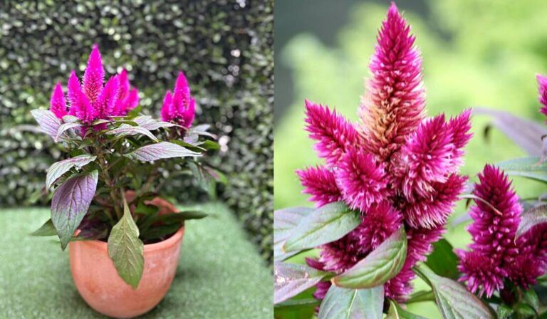 Descubre las maravillas de sembrar plantas sin flores en tu jardín: Guía completa de semillas