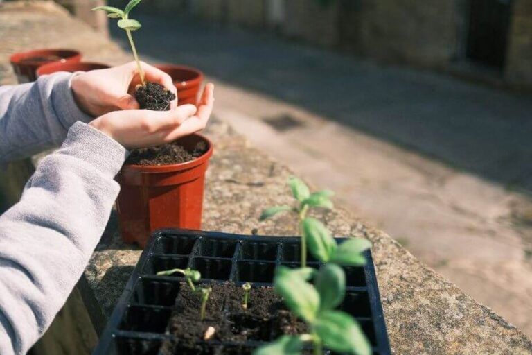 ¡Descubre las mejores plantas de temporada para cultivar en tu huerto urbano!