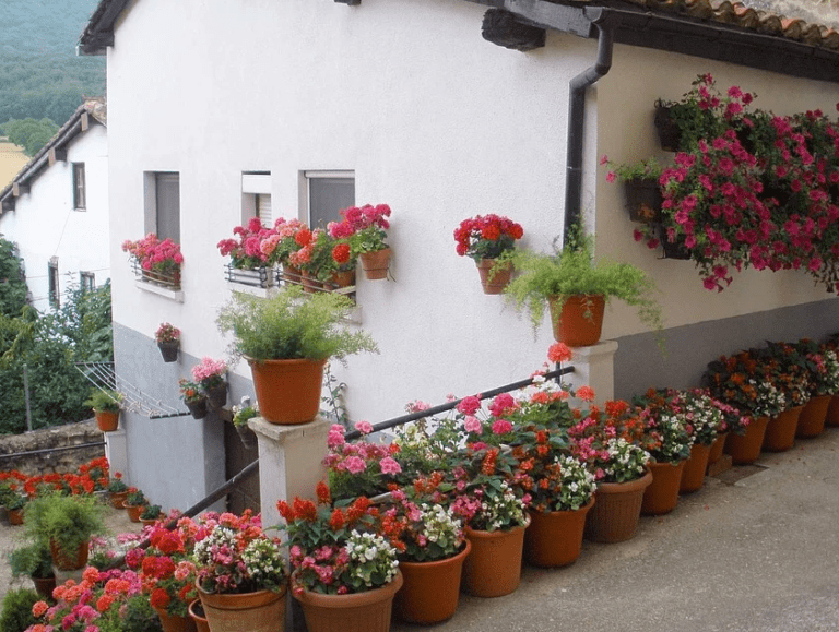 embellece tu hogar con flores en macetas faciles de cultivar