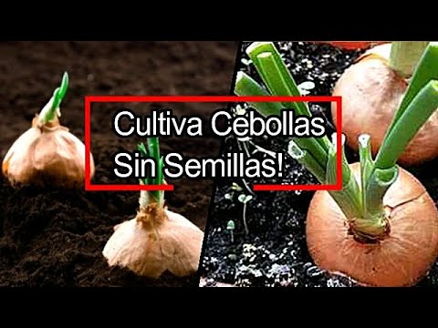 ¡Descubre los secretos para plantar cebolletas de forma exitosa!