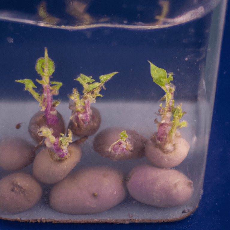 ¡Descubre cómo germinar batatas de forma sencilla y exitosa en casa!