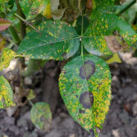 Guía completa: Cómo evitar y curar la aparición de quemaduras en las hojas de tus plantas