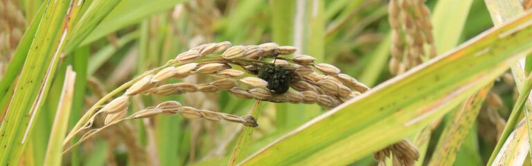 guia completa como identificar y tratar enfermedades en plantas