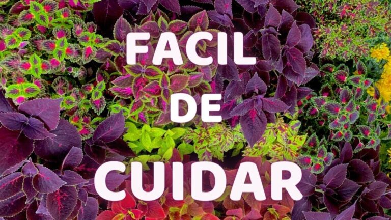 Guía completa: Cómo plantar crotones con éxito en tu jardín