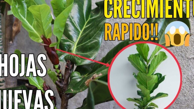 Guía completa para plantar tu Ficus Lyrata y hacerlo florecer en casa