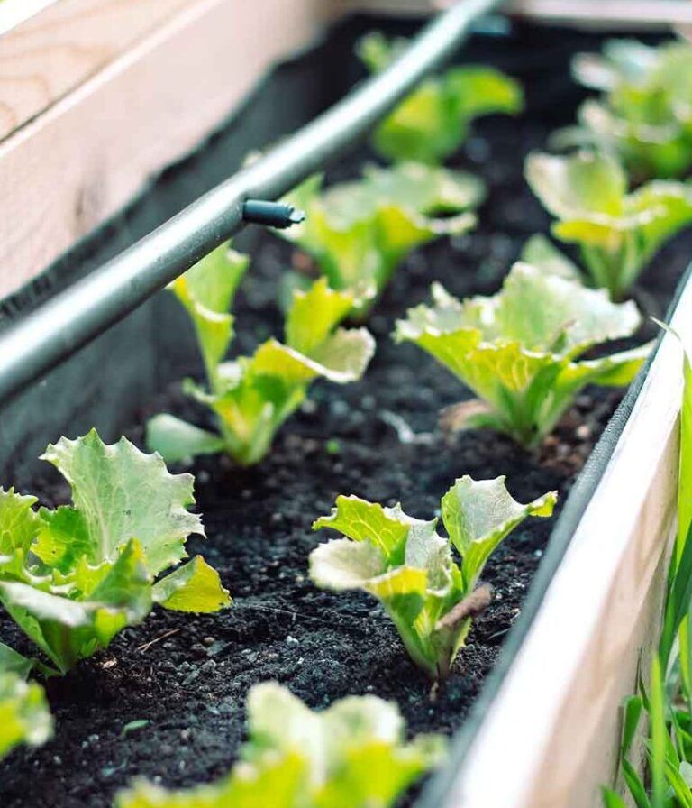 Guía paso a paso: Cómo crear un jardín de plantas medicinales en casa para uso diario