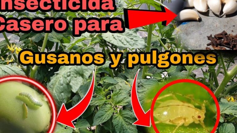 ¡Control efectivo! Identificación y manejo de gusanos en tomates