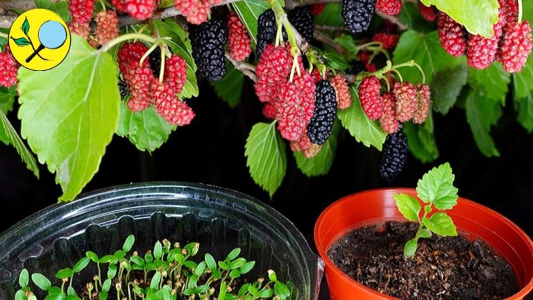 Descubre el mejor método para plantar coberturas de moras en tu jardín