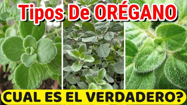 Plantar oréganos cubanos en tu jardín