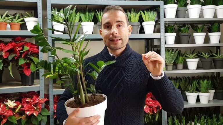 ¡Aprende a plantar Zamioculcas como un experto en jardinería!