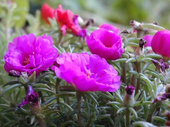 ¡Cómo plantar portulacas y llenar tu jardín de color!