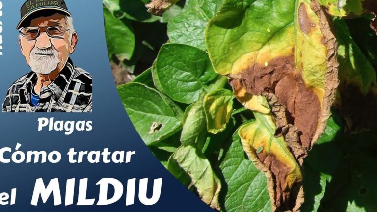 Control del Mildiú en Plantas: Identificación y Prevención