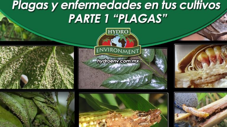 Descubre cómo plantar hierbabuenas en tu jardín con éxito