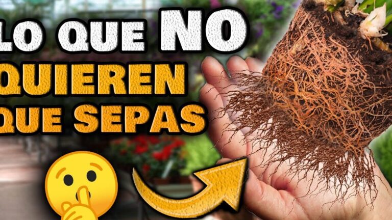 Planta Photinias como un experto en jardinería