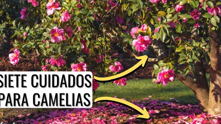 ¡Descubre cómo plantar camelias y embellecer tu jardín fácilmente!