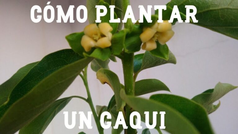 ¡Descubre cómo plantar caquis y disfruta de tu propio cultivo en casa!