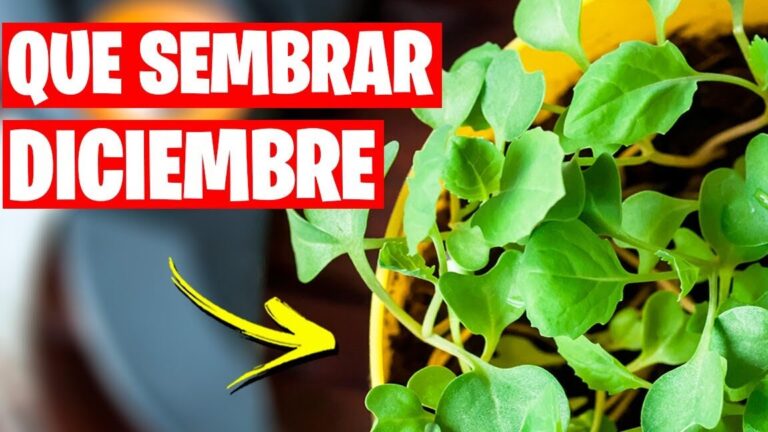 ¡Descubre qué se puede plantar en diciembre en el huerto y aprovecha al máximo tu espacio!