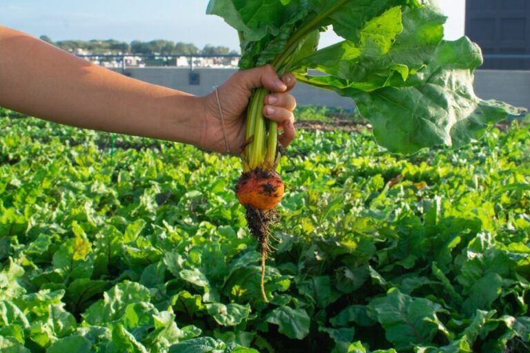 plantar en verano consejos para julio y agosto