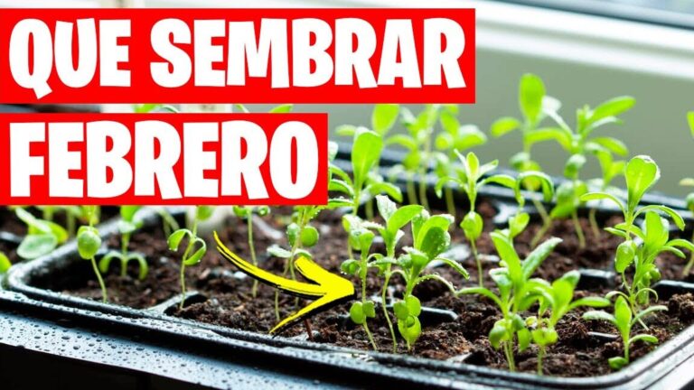 Qué se puede plantar en febrero en el huerto: Guía completa