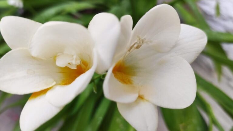 ¡Descubre cómo plantar fresias y llenar tu jardín de belleza y color!