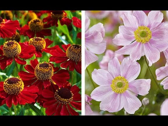 Descubre ya cómo plantar Heleniums y llenar tu jardín de color