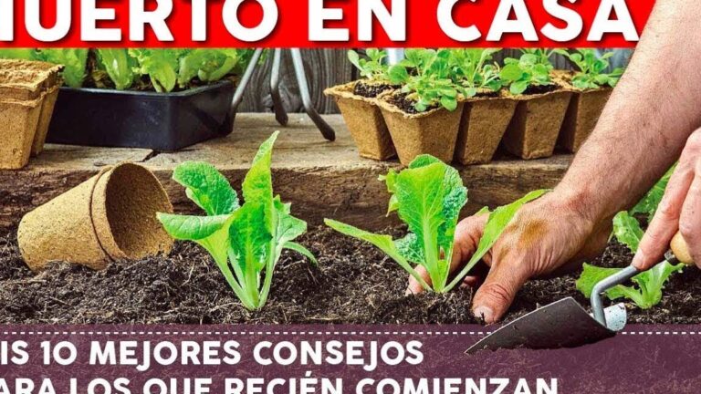 Descubre qué se puede plantar en un huerto y comienza tu propio oasis verde