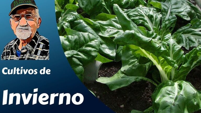 Descubre qué se puede plantar en invierno en tu huerta y disfruta de una cosecha abundante