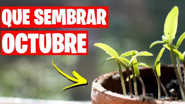 ¡Descubre qué se puede plantar en octubre para tener un jardín vibrante y lleno de vida!