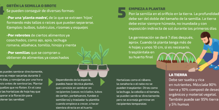 plantar tomillo facilmente crece tu propio huerto en casa