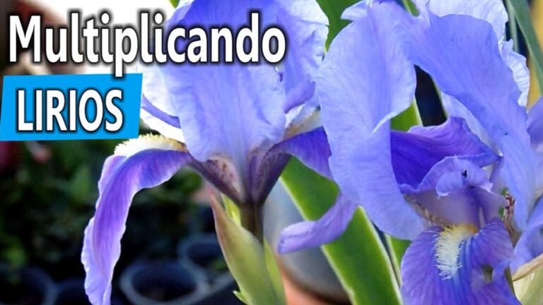 Guía completa: Cómo plantar raíces de lirio en tu jardín