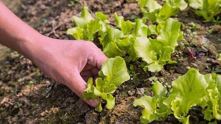 siembra lechuga facil y rapido paso a paso