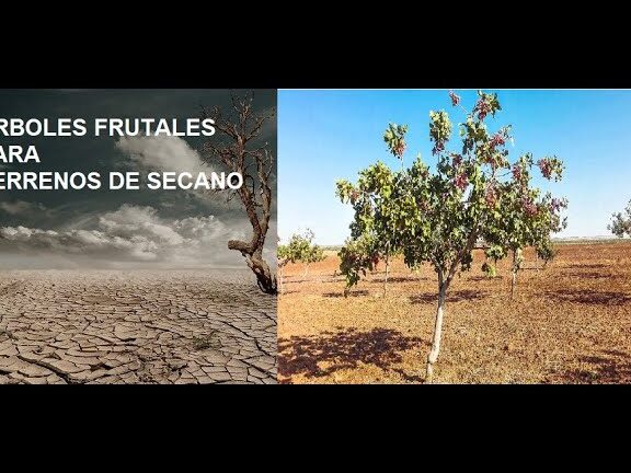 Descubre qué se puede plantar en secano y cómo sacar el máximo provecho de tu cultivo